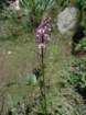 aroundlyell140_small.jpg