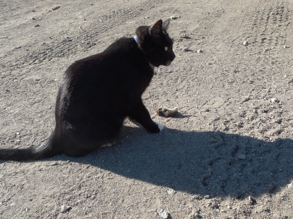 californiafall2010074.jpg