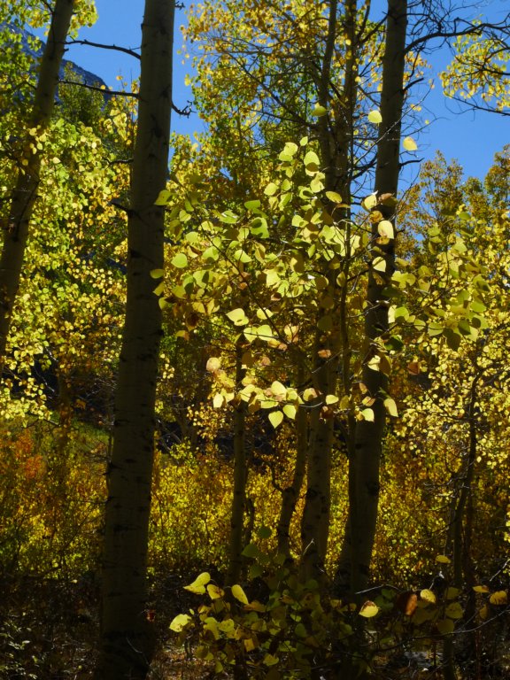 californiafall2010185.jpg