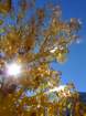 californiafall2010189_small.jpg