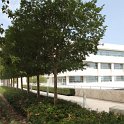 Platany vysazené a sestříhané precizně tak aby z předního pohledu vypadaly jako jeden strom