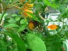 halloween_2010016_small.jpg