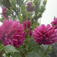 Za deště jsme jeli navštívit paní Cihlářovou, po mnohá léta naši sousedku,  v Klokočůvku kam se po letech bydlení v Ostravě vrátila. Klokočůvek je krásný a voní mateřídouškou. We sent to visit an old neighboor from Ostrava. Her daughter and I are the same age and we were unseparable for hte first few years of our lives. When Mrs. Cihlarova retired, she moved back to the small village where she grew up. She and mom remained close friends and I take my parents for a visit every time I am around.The village is one of the most peacefull places I know