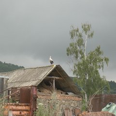 Stark on a top of a barn roof just as some light comes through the clouds.
