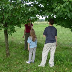 Last few cherries. I missed the best season, and I was looking forward to them so much.