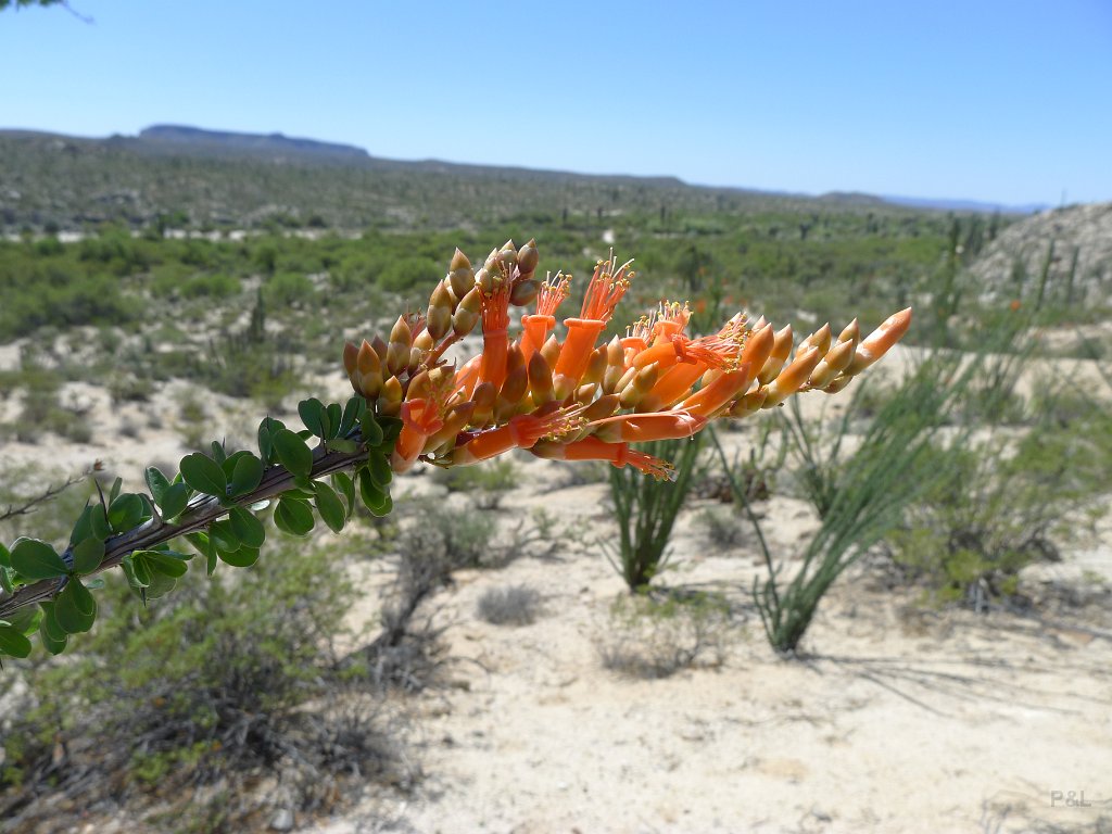 P1140961