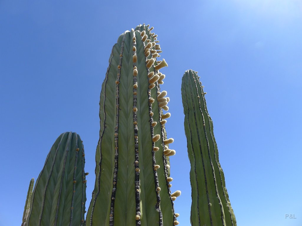 P1140981