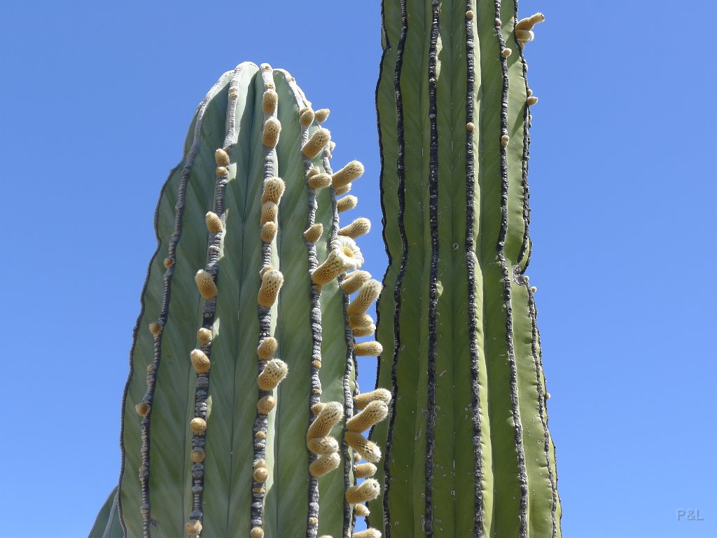 P1140982