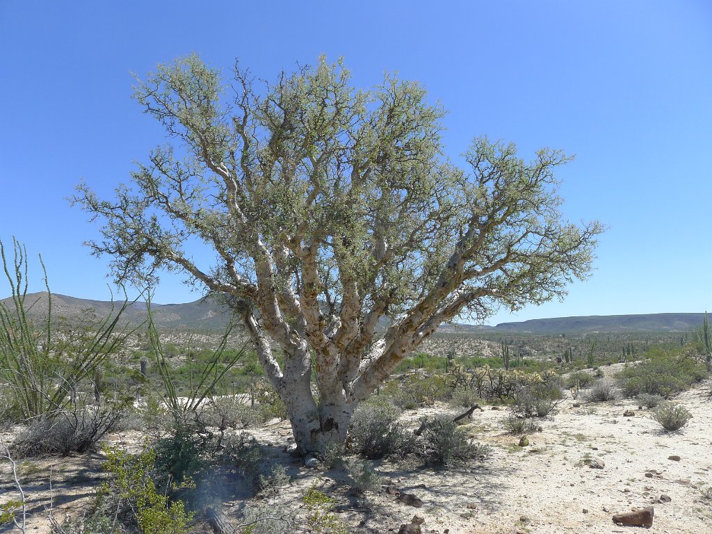 P1140996
