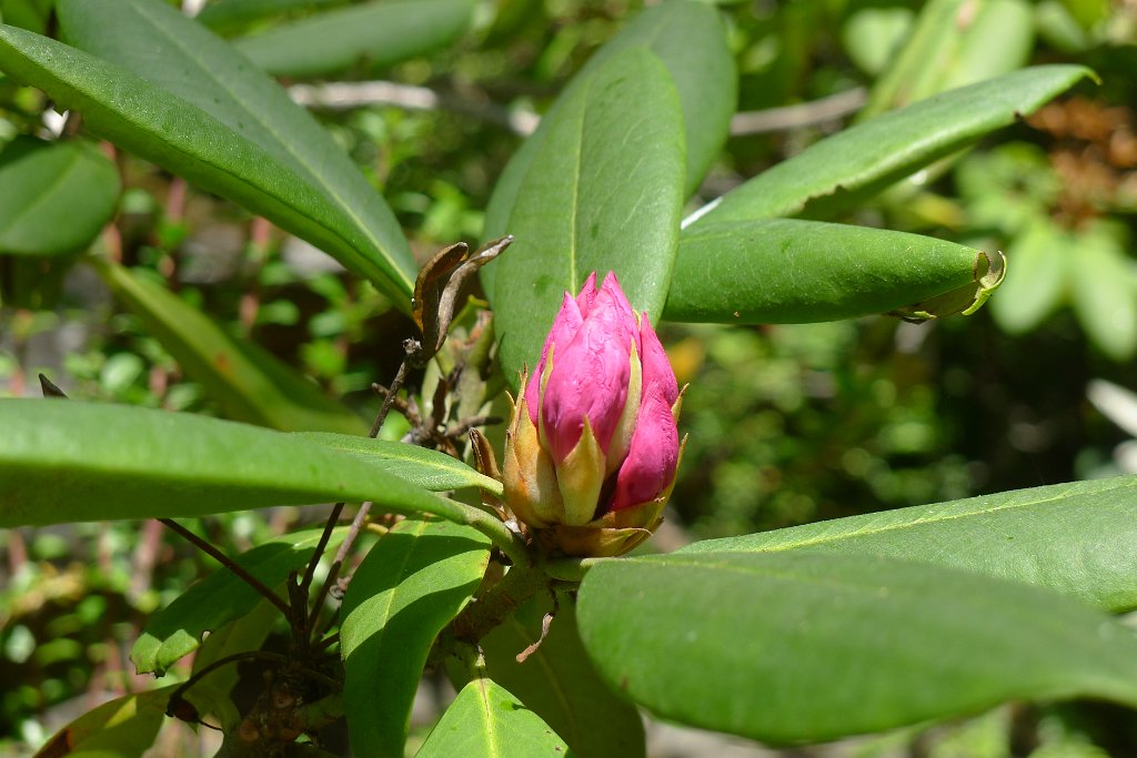 P1150803