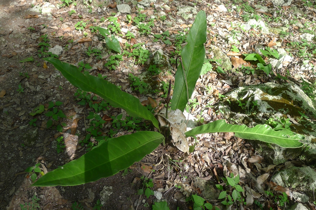 P1230992