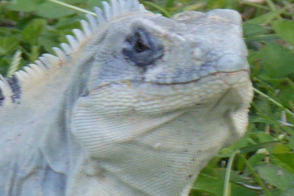 P1030291
