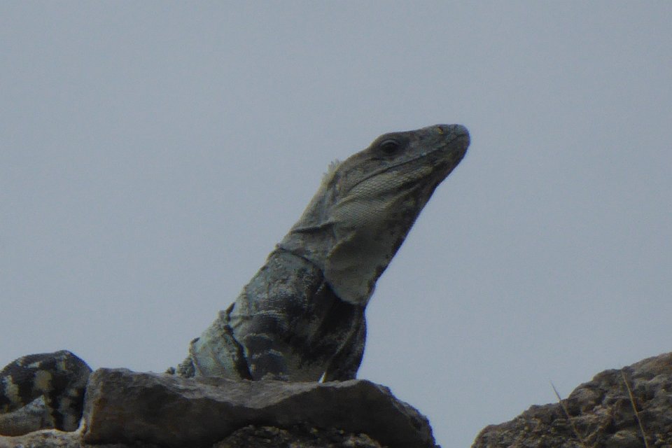 P1030471