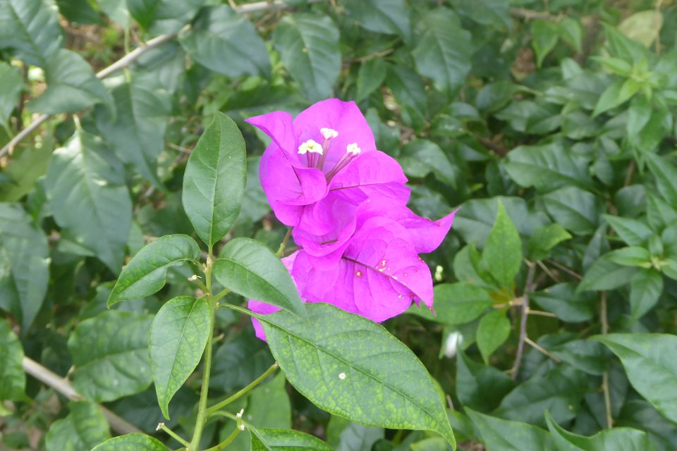 P1030354