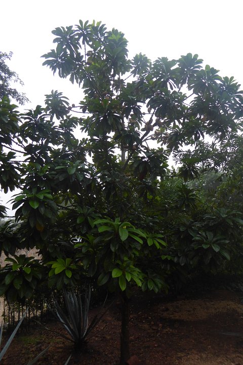 P1030425