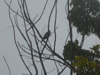 P1030424