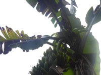 P1030426