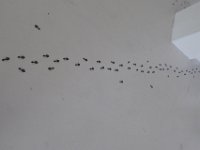 P1030608