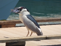 P1040733