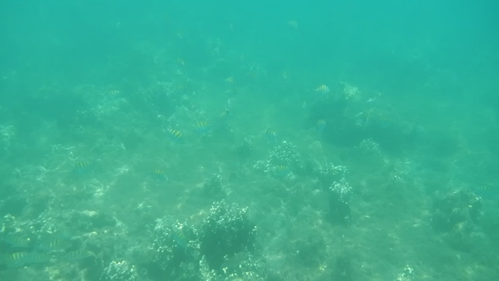 DSCN4950