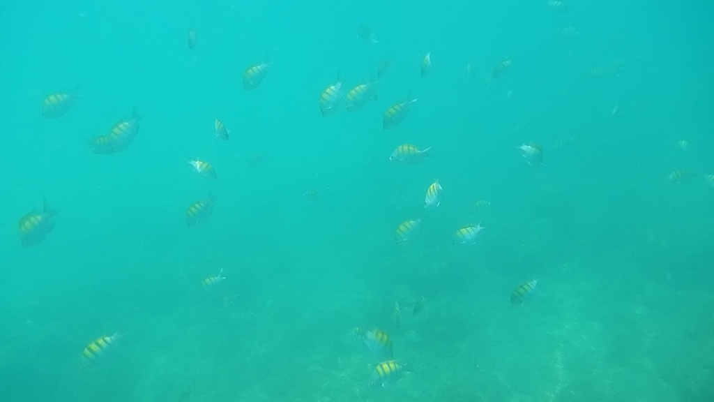 DSCN4951