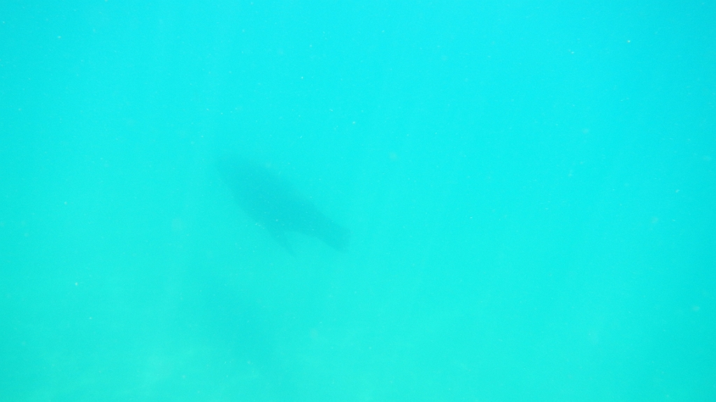 DSCN4968