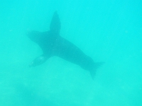 DSCN4967