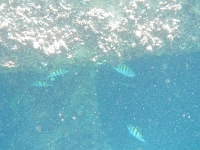 DSCN4998