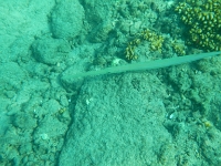 DSCN5026