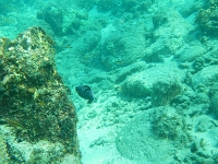 DSCN5033
