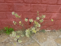 P1270041