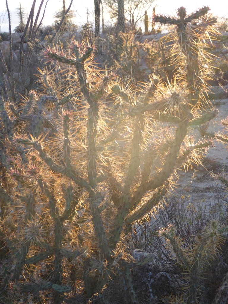 P1010194