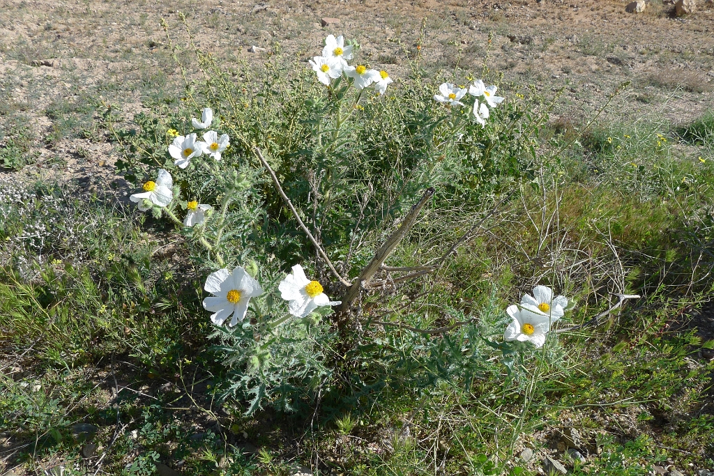 P1260456