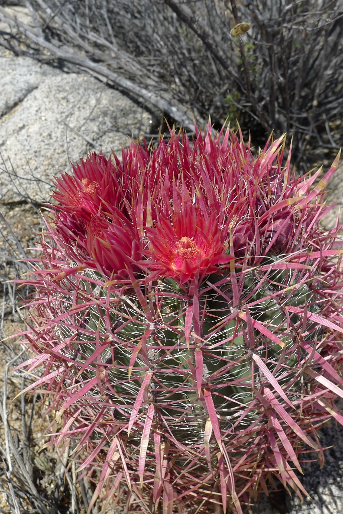 P1260515