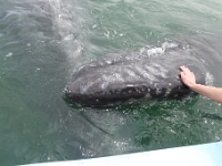Whales
