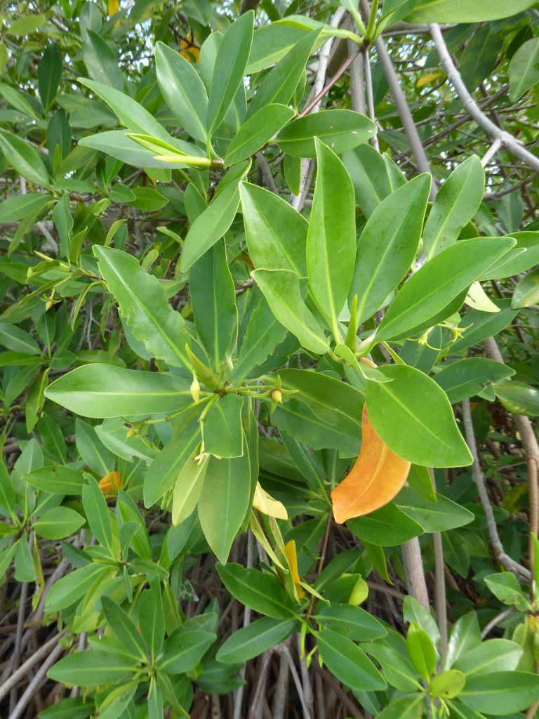 P1000371