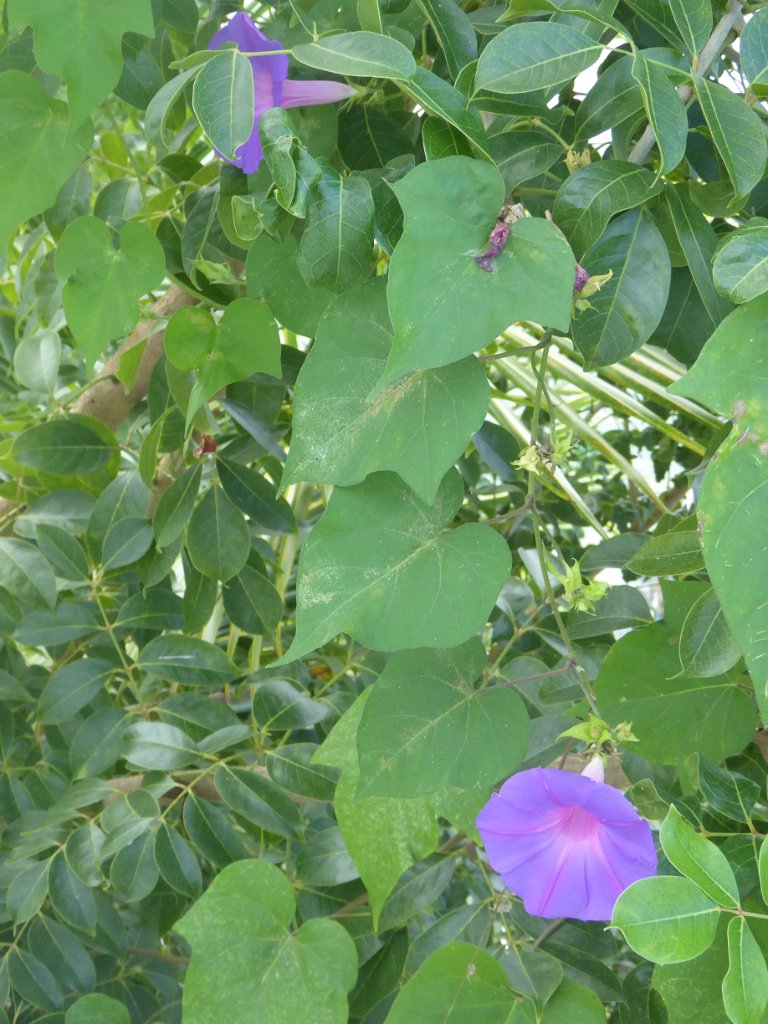 P1010208