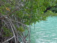 P1000370  Mangroves are fascinating, so full of life.