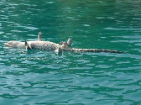 P1290373  Definitively a very dead crocodile. This would have a been a very bizarre experience no matter what, but after my paddling with the crocodiles in Tulum, it seemed almost ominous.