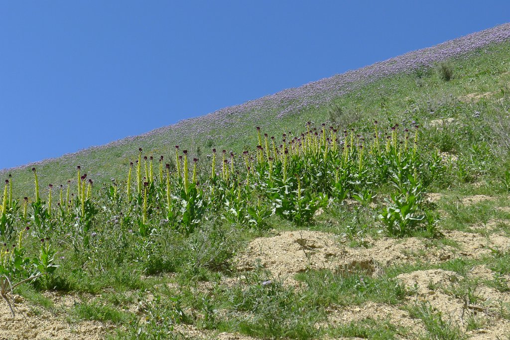 P1310681