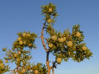 P1310551
